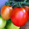 Whereon Do Red Tomatoes Grow?