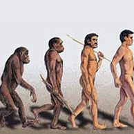  Homo sapiens .   ?